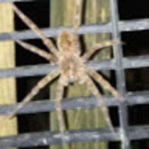 Meet your Posher, Lacey